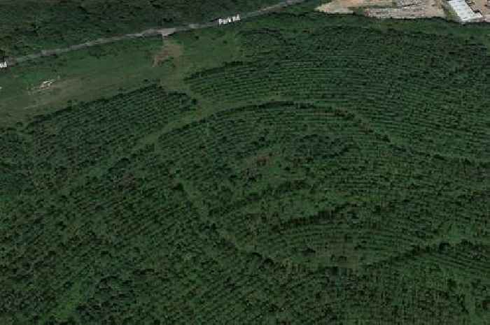 'Shame on you' jibe as battery farm in National Forest woodland approved