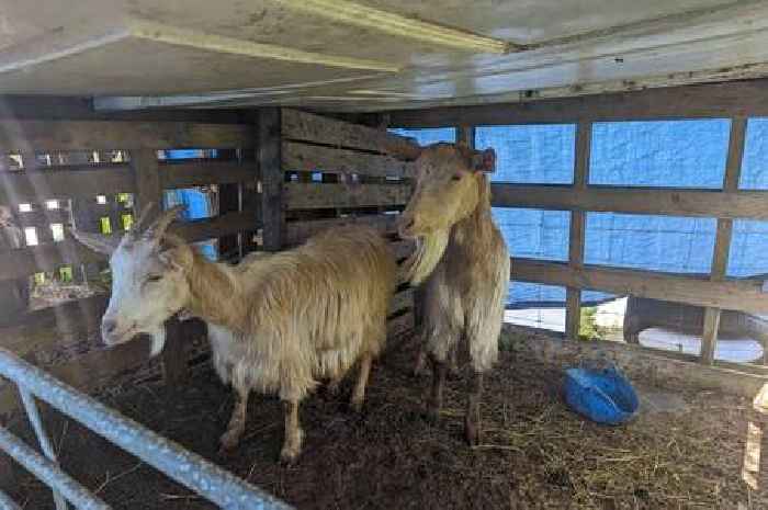 Mum and daughter kept goats and chickens in 'filthy and disgusting conditions'