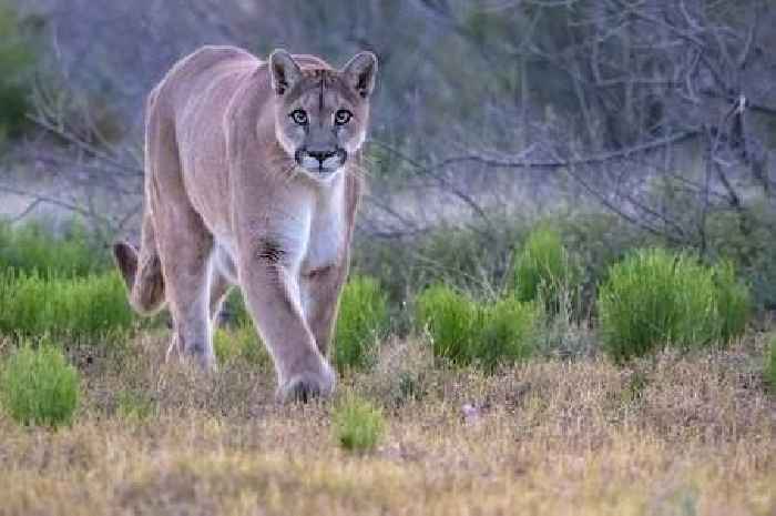 People left 'scared' after struggling to spot wild animal hiding in the forest