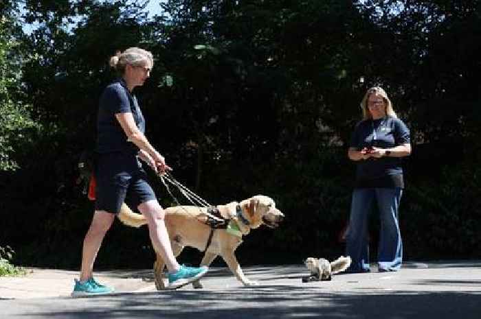 Guide Dog training trick could stop your dog from getting distracted