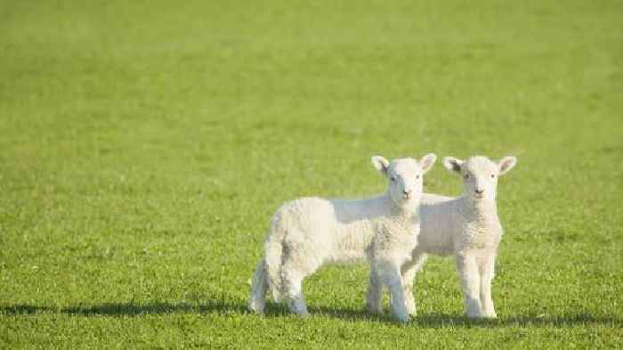 Farm visitors told not to hug lambs after disease outbreak
