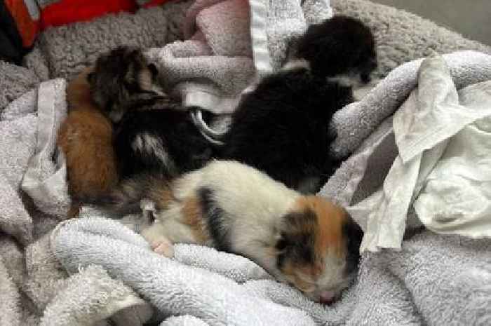 Two cats and five kittens rescued from Stoke house fire
