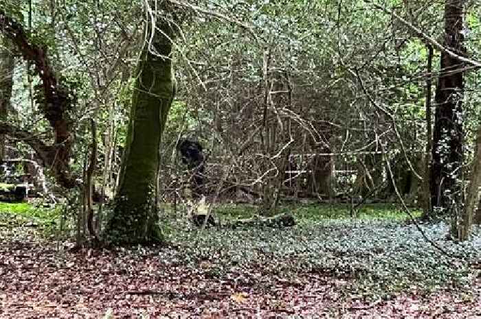 Cornwall alleged murder scene contains multiple bodies, crime commissioner confirms