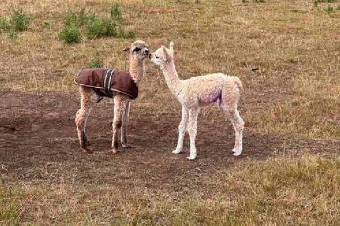 Popular Essex farm welcomes two adorable baby alpacas