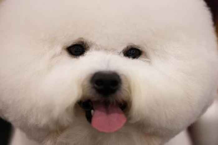11 longest-living dog breeds for pet owners who want a life-long companion