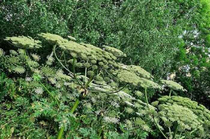 Lanarkshire residents urged to be vigilant of dangers of Giant hogweed