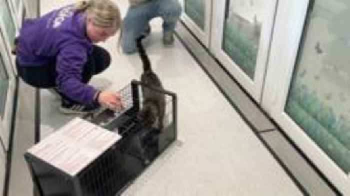 Guernsey animal charity appeals for lost cat traps
