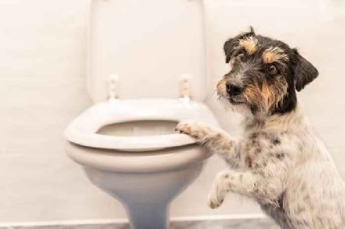 'Cute' reason why dogs 'stare at you while they poop'
