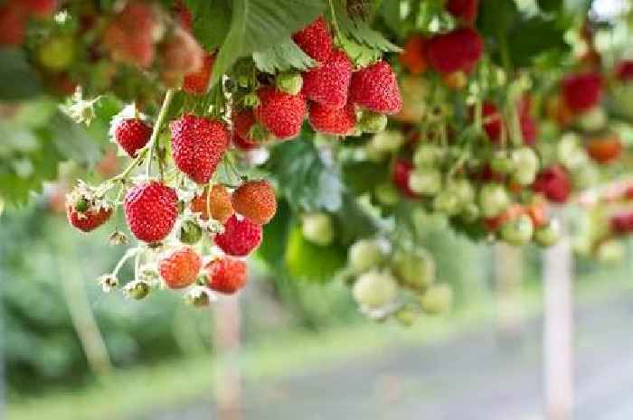 Best strawberry picking spots in Scotland for a fun family day out this summer