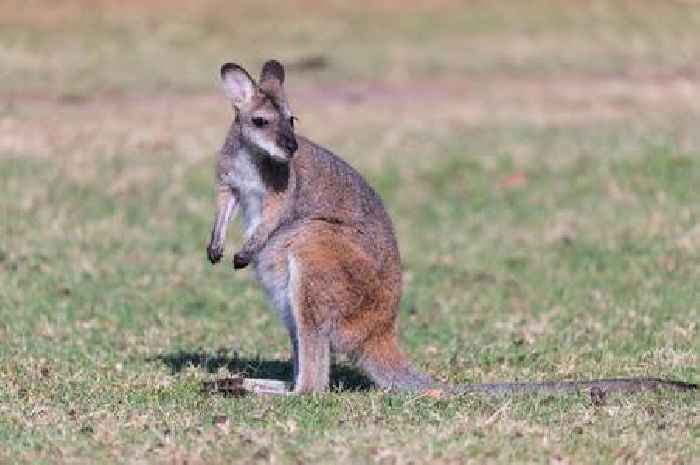 How to travel to the Scottish isle home to cute animals found only in Australia