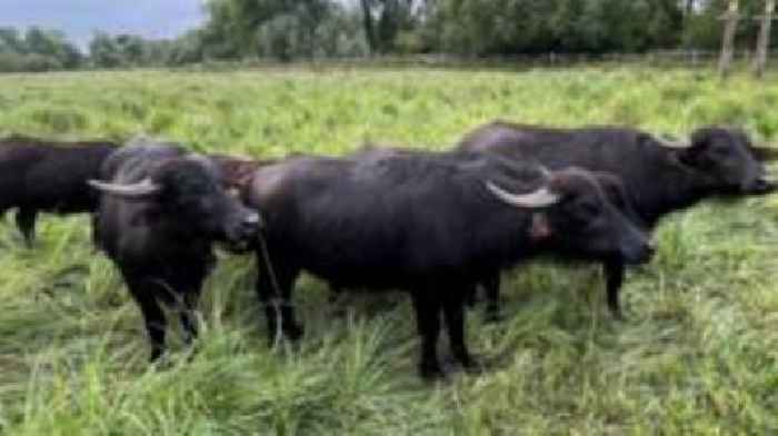 Water buffalo boost wildlife at nature reserve