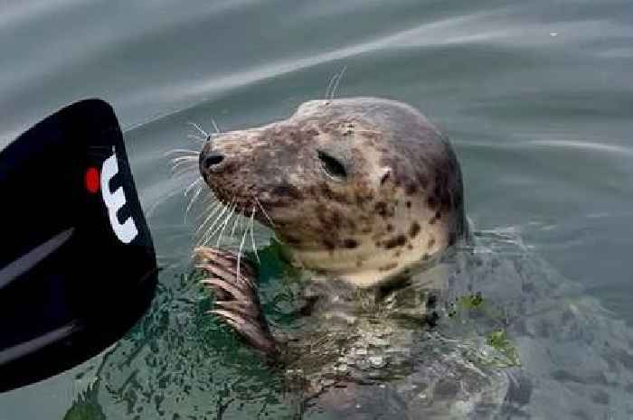 Watch the moment a curious seal comes up to paddle boarders off Flamborough