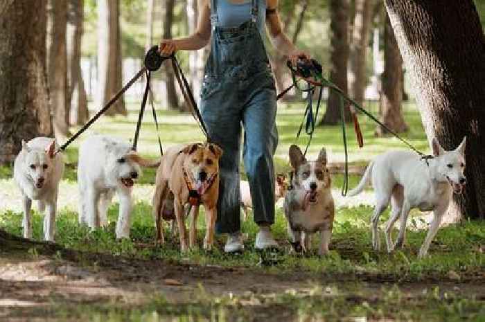 Dog trainer unveils the 'best dog breed on the planet' - it's not a Golden Retriever