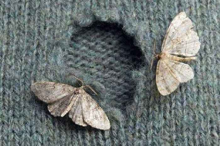 Mum's simple hack for keeping moths away from clothes