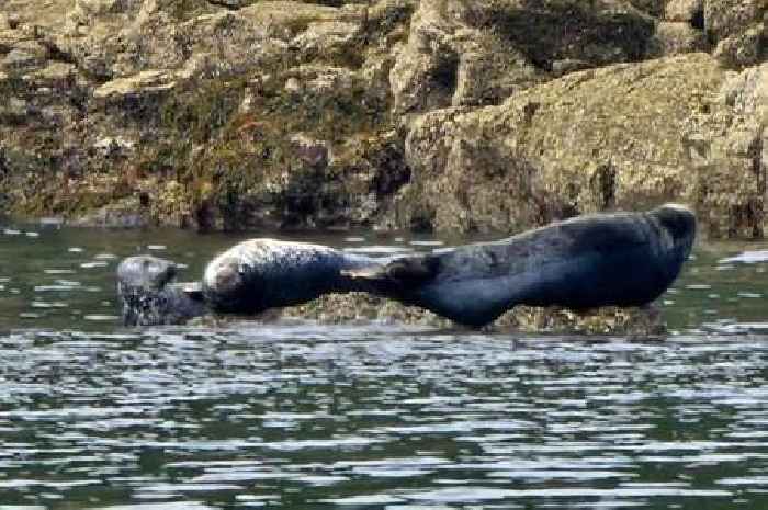 'Drowning man' at centre of major rescue in Cornish bay turned out to be seal