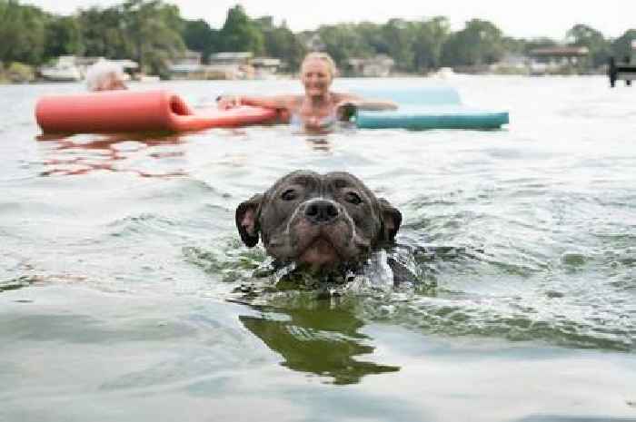 Dog owners warned over silent but deadly summer hazard that can kill in minutes