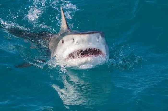Horror as boy has leg shredded in idyllic bay shark attack