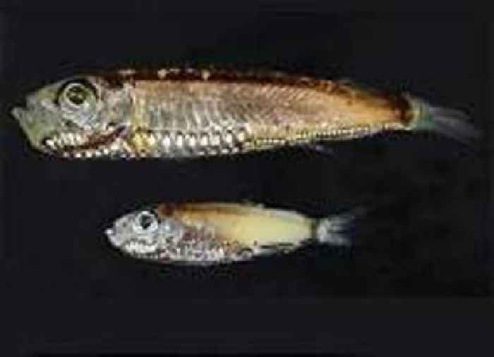Deep-sea fish confirmed as a significant source of ocean carbonate