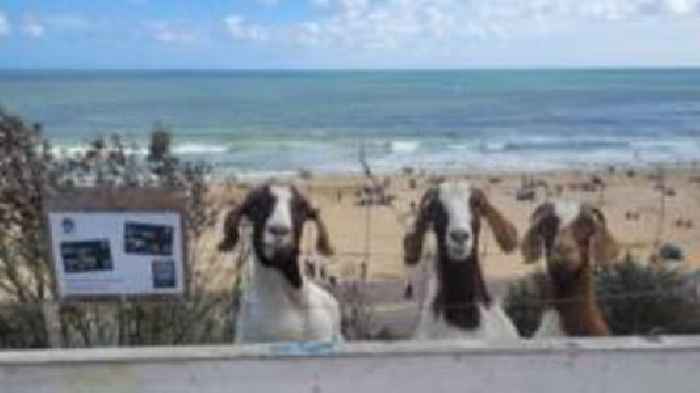 Beach visitors warned not to pet cliffside goats