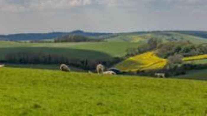 Kent men charged with killing a sheep