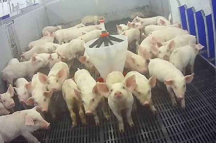 Cranswick says review is 'well advanced' after pig abuse claims at farm