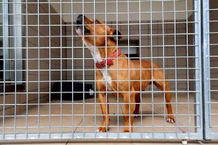 RSPCA issues urgent dog disease 'ticking time bomb' alert