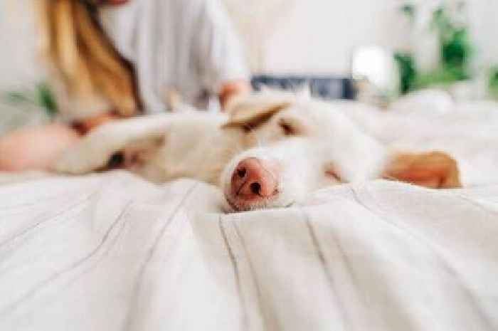 Vet settles debate on whether you should let your dog sleep in your bed