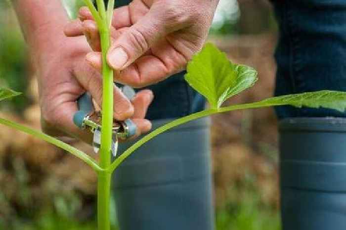 Gardening expert shares 'last opportunity' to do important job before the end of July