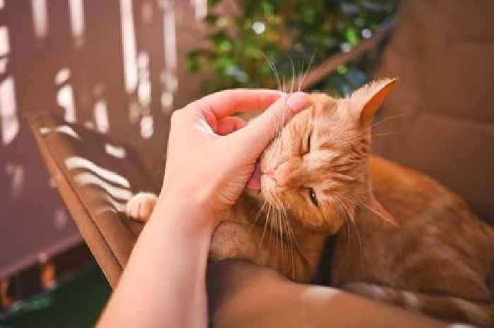 Pet owners are discovering adorable gesture that shows when your cat loves you