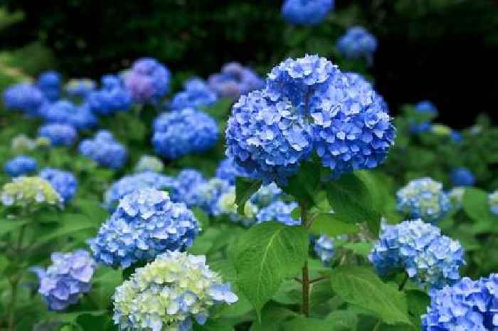 Hydrangeas will bloom next summer if you add this item to your soil now