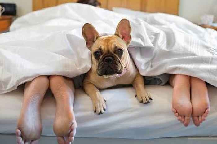 Should your dog should be allowed to sleep in your bed? Vet expert weighs in