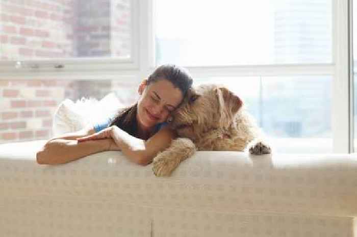'I work in a vet clinic and I recommend seven dog breeds to first-time owners'