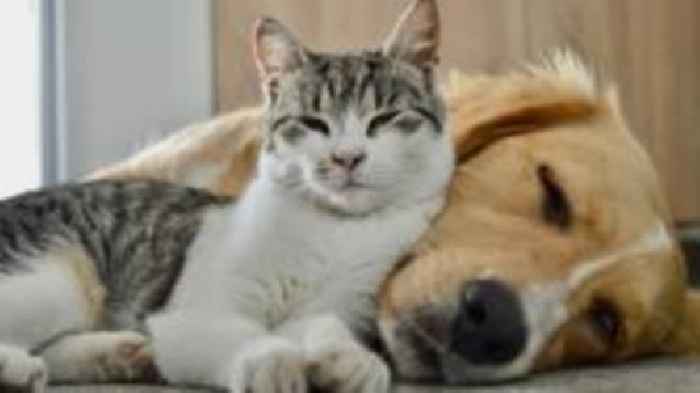 Government study to check pet dog and cat poo for superbugs