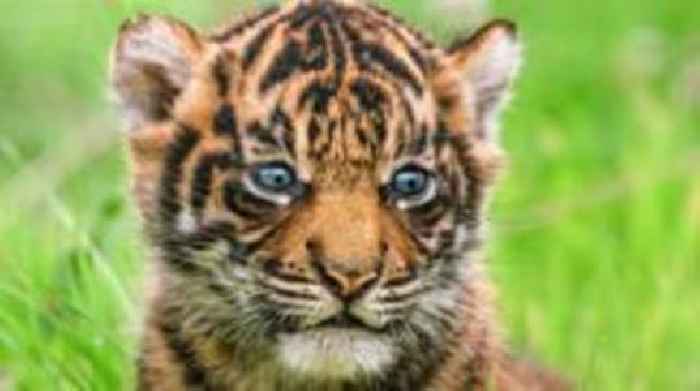Largest Sumatran tiger litter in the UK born at Welsh zoo