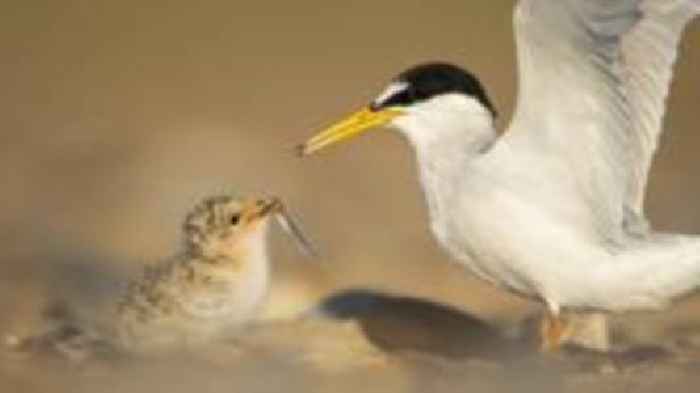 RSPB 'deeply upset' by dog attacks on beach colony