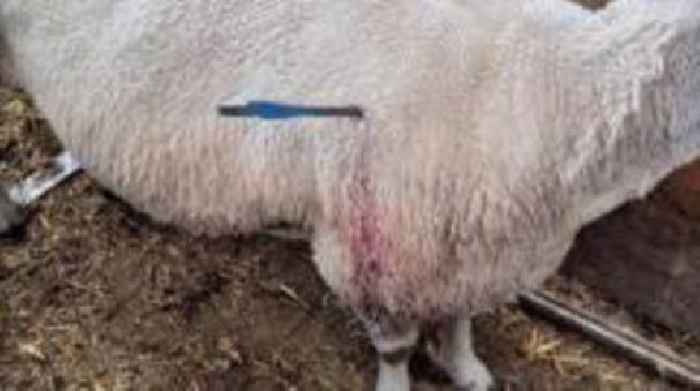 Police investigate after sheep shot with crossbow