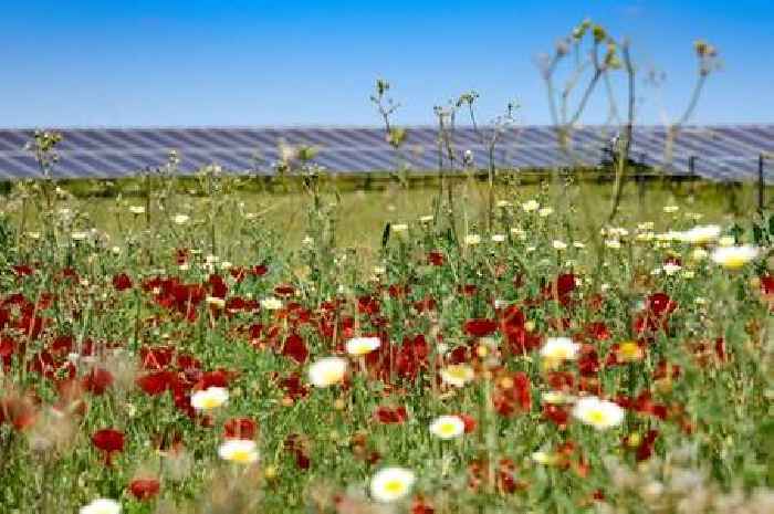 'We are being inundated with solar farms but objections feel pointless', Derbyshire MP tells Government