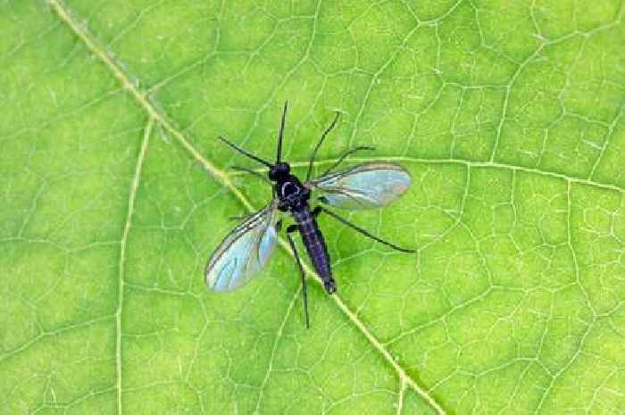 Two simple changes to your houseplant watering routine will keep flies away