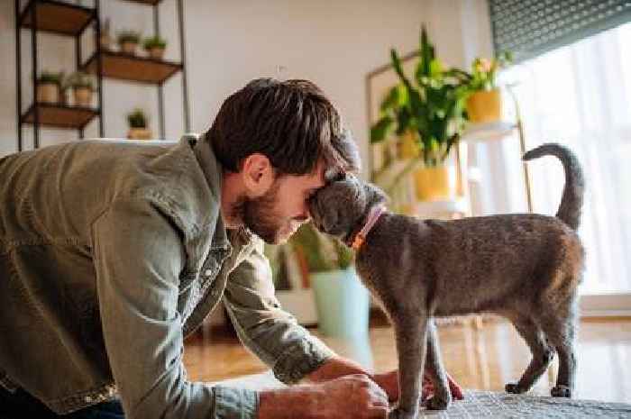 'Feral' cat transforms into 'cuddly' house pet thanks to one man's love