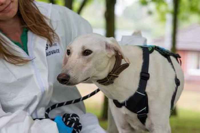 Abandoned dog found tied up with no food in Cambridgeshire