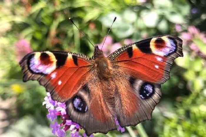 Bug-hunting and blooms galore at Allers Allotments open day