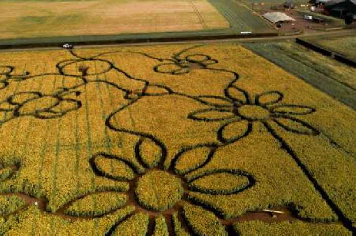 Popular Scottish sunflower trail returns in days as tickets go on sale for magical summer experience
