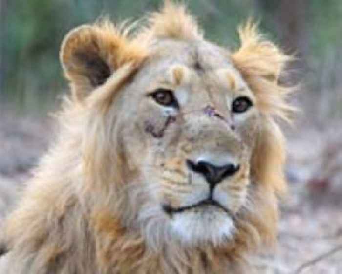'Absolute madness': Thailand's pet lion problem