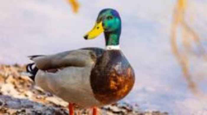 Reservoir visitors urged to 'leave mud for ducks'