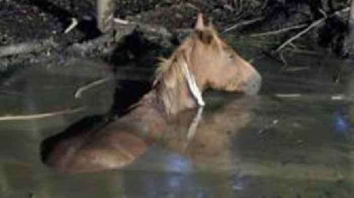 Trapped pony rescued from pond