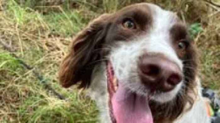 Volunteers needed to hide to help search dog training