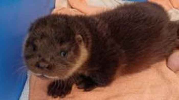 Mystery of 'Mingo' the otter pup baffles experts