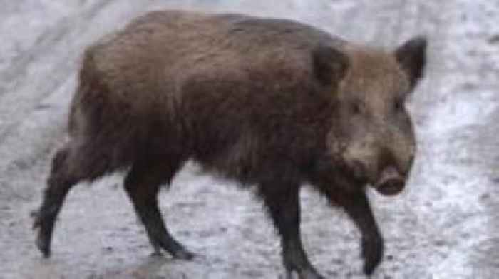 Two men in court after body of boar found