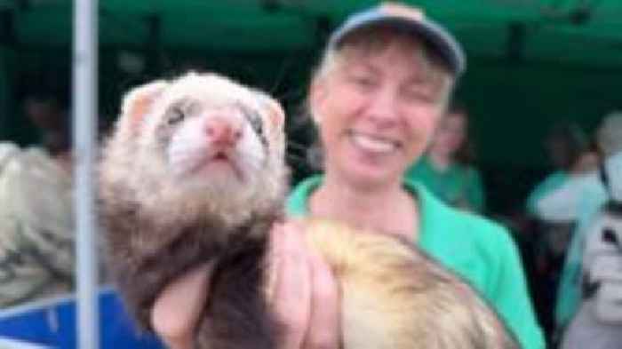 In pictures: New Forest Show get under way