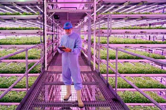 Agritech firm Vertical Future put up for sale on insolvency marketplace after losses widen